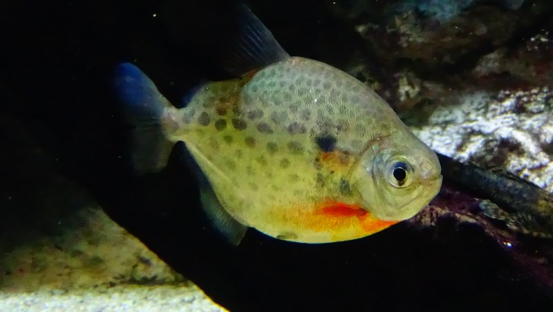 Metynnis lippincottianus