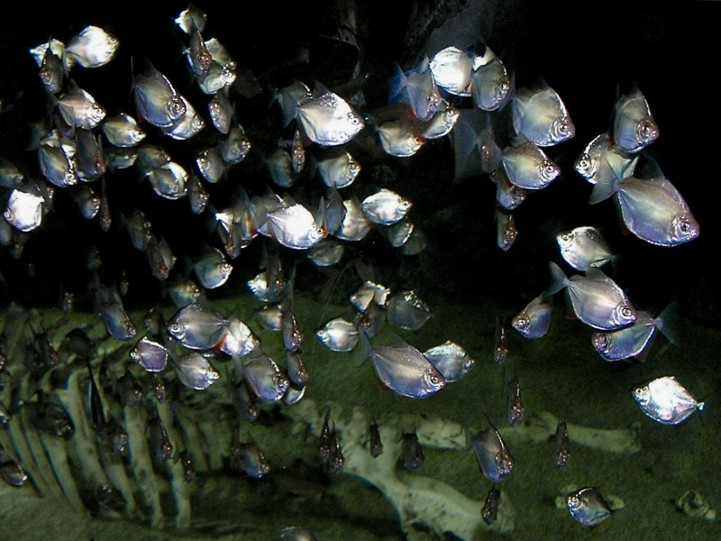 Diamond Tetra