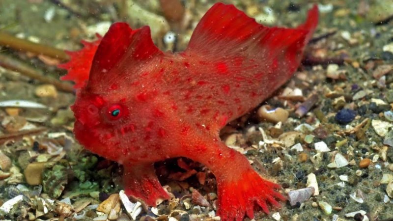 Thymichthys politus