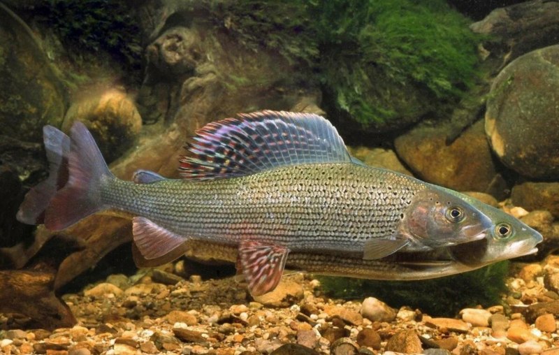 Сибирский хариус - Thymallus arcticus