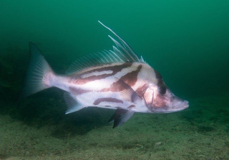 Pseudopentaceros richardsoni