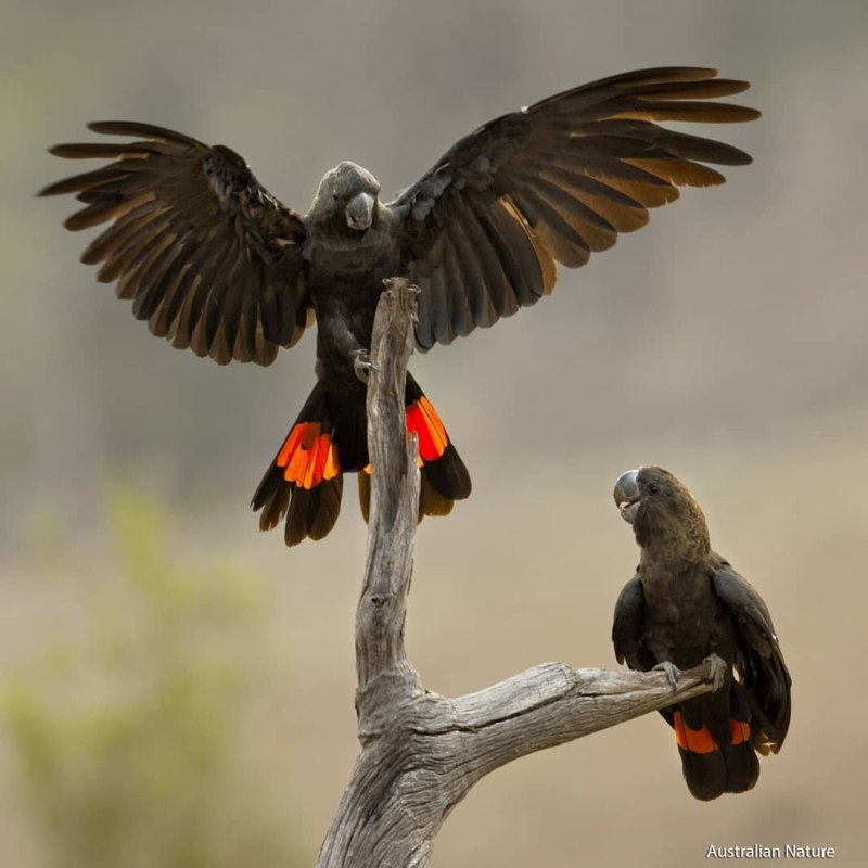 Calyptorhynchus lathami