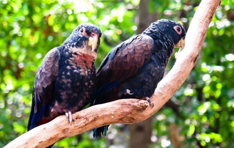 Pionus chalcopterus