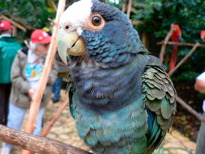 Pionus sordidus