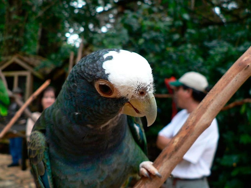 Parrot with the Crown on head