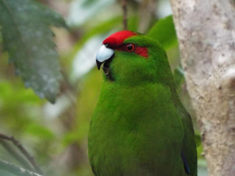 Red crowned Parakeet