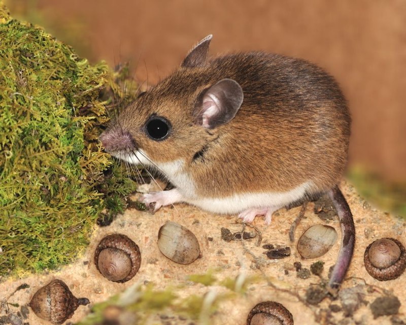 Peromyscus maniculatus
