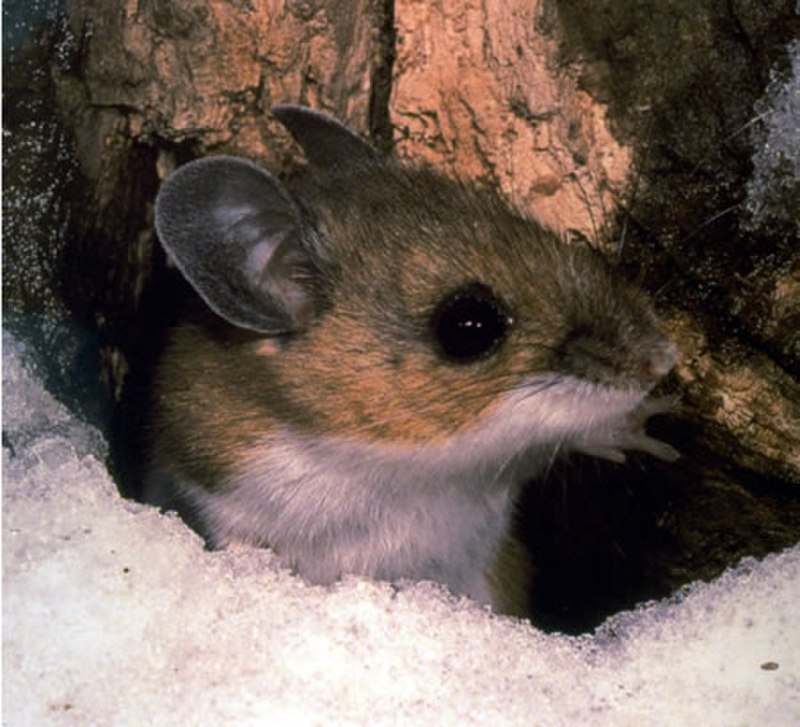 Оленья мышь Peromyscus maniculatus