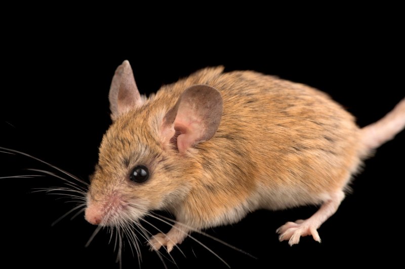 Calomyscus bailwardi)