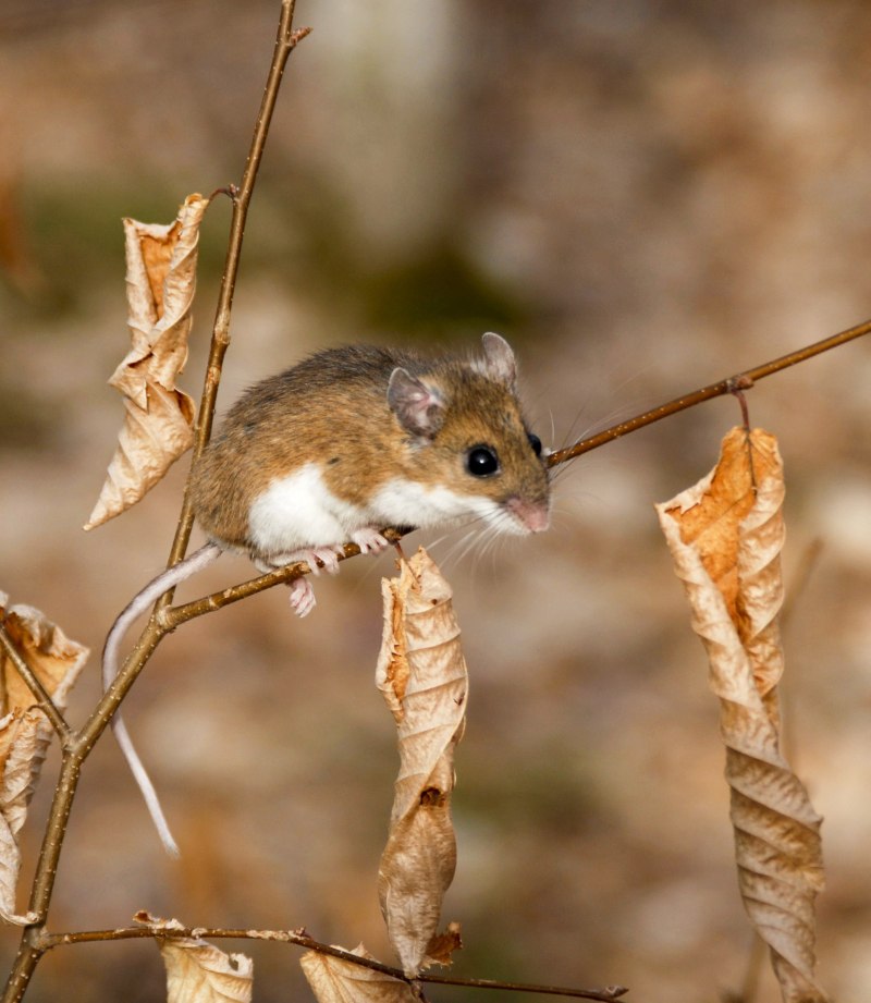Олений хомячок Peromyscus maniculatus