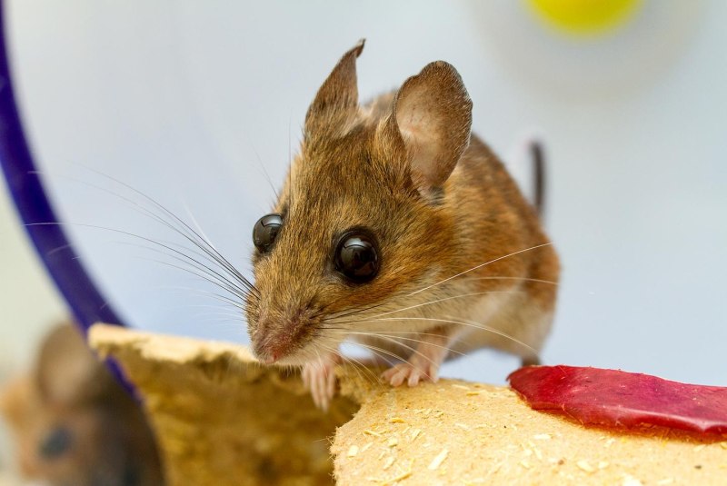 Оленья мышь Peromyscus maniculatus