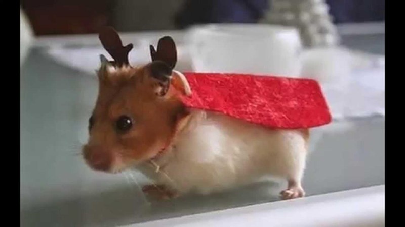 Хомяк с рогами