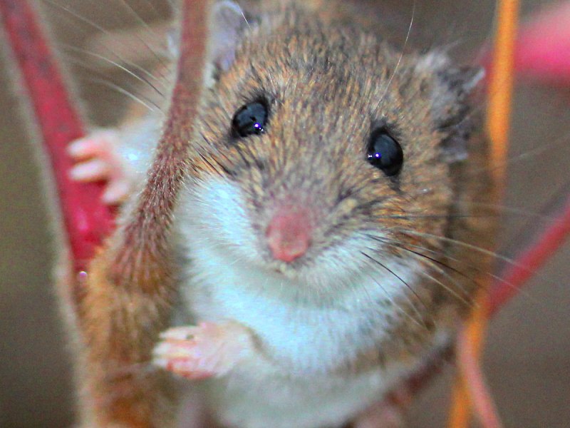 Peromyscus leucopus
