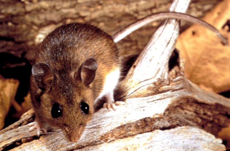 Peromyscus maniculatus