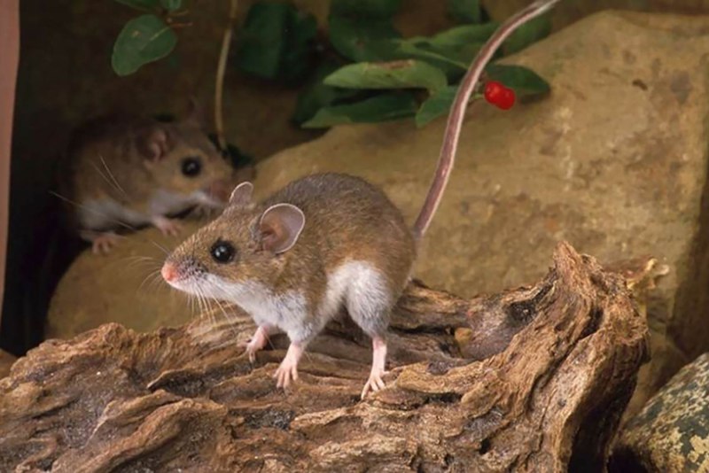 Peromyscus maniculatus