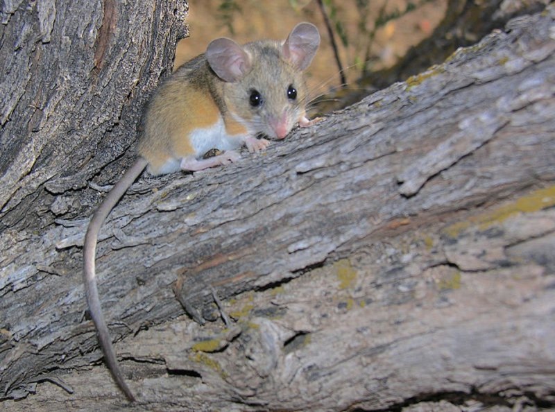 Peromyscus maniculatus