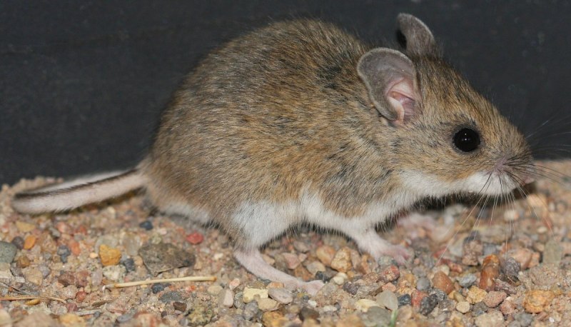 Peromyscus maniculatus