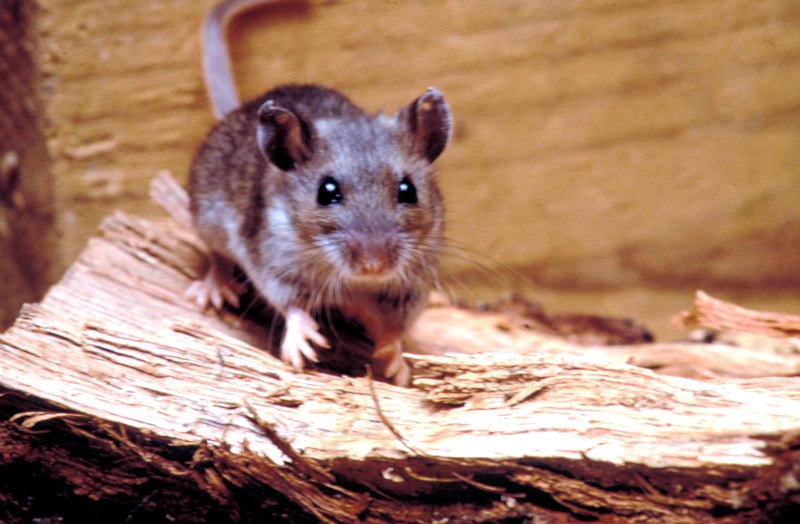Peromyscus maniculatus