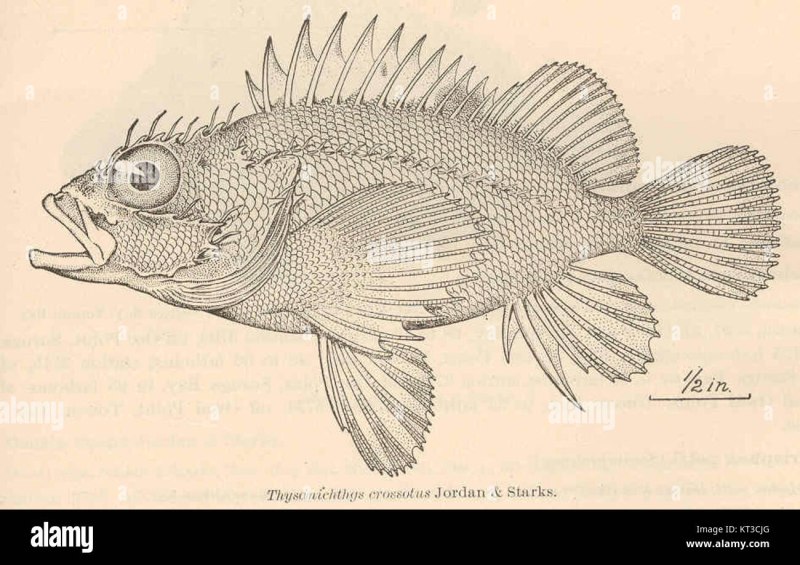 Scorpaenodes guamensis