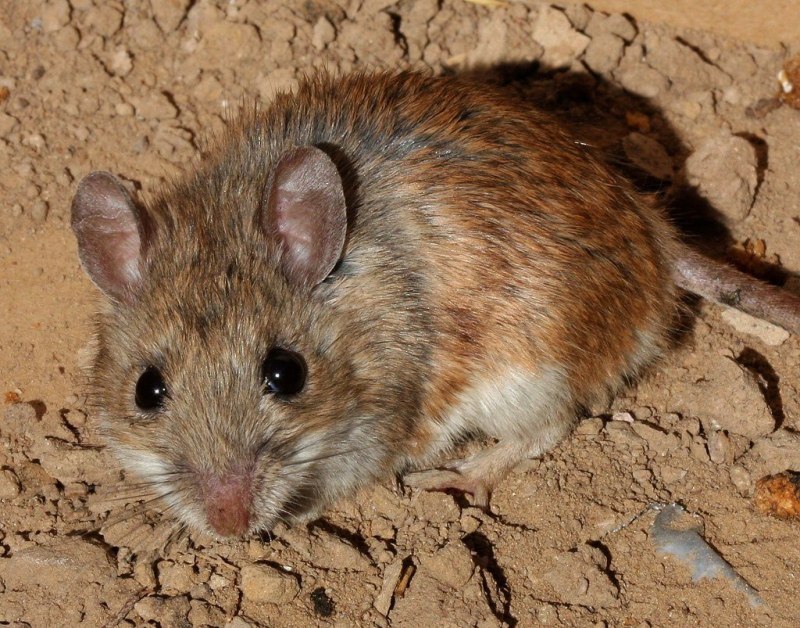 Даурский хомячок (Cricetulus Barabensis)