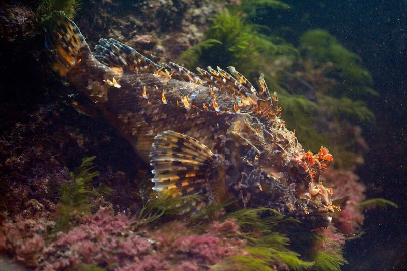 Скорпена рыба черного моря