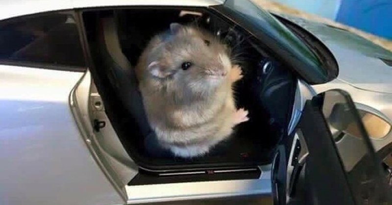 Хомяк за рулем