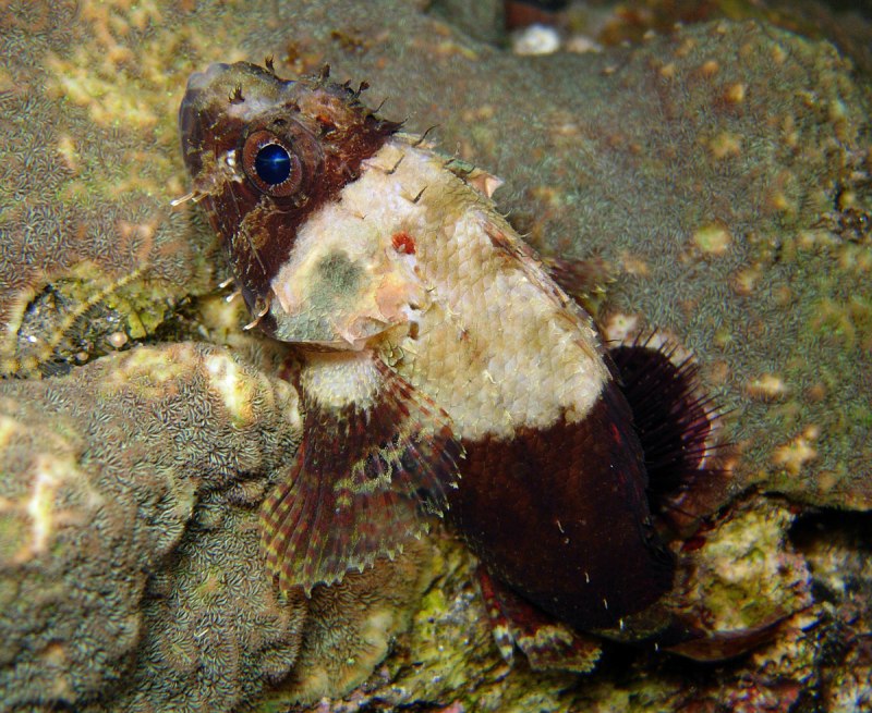 Scorpaenodes guamensis