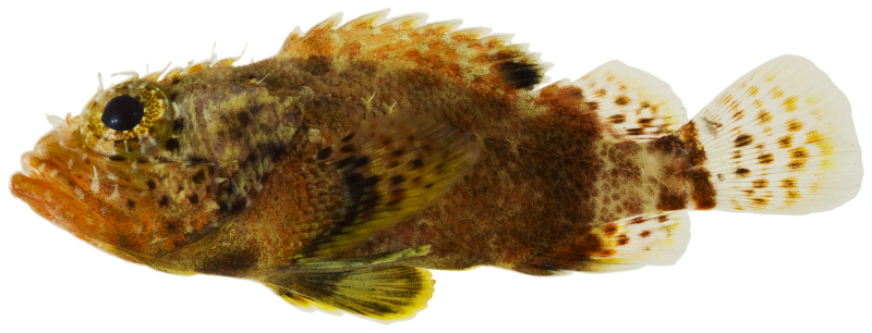 Trichonotus elegans