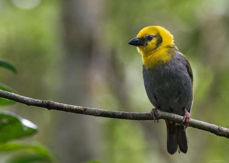 Ploceus princeps