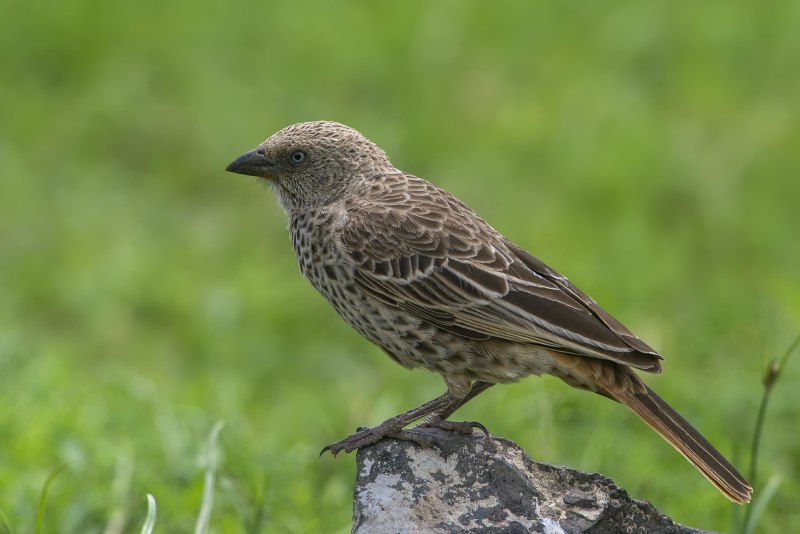 Galba ruficauda