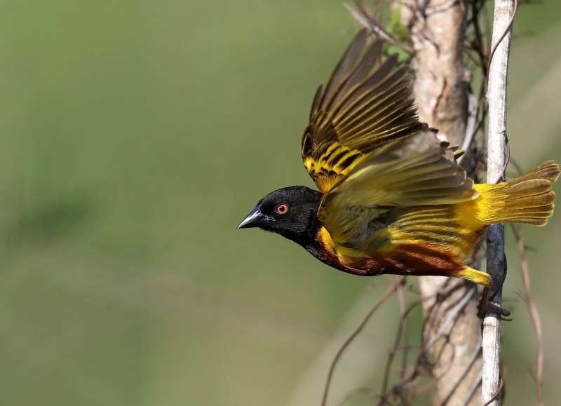 Ткач Джексона (Ploceus Jacksoni)
