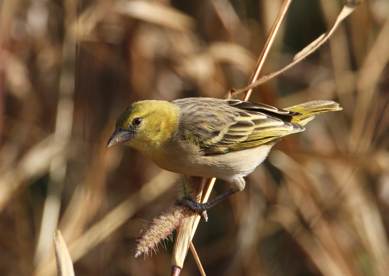 Ploceus cucullatus