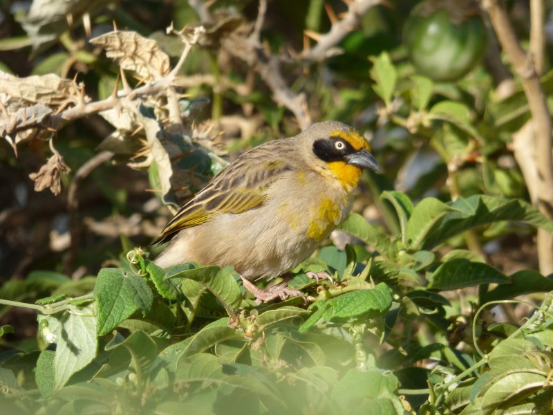 Ploceus luteolus