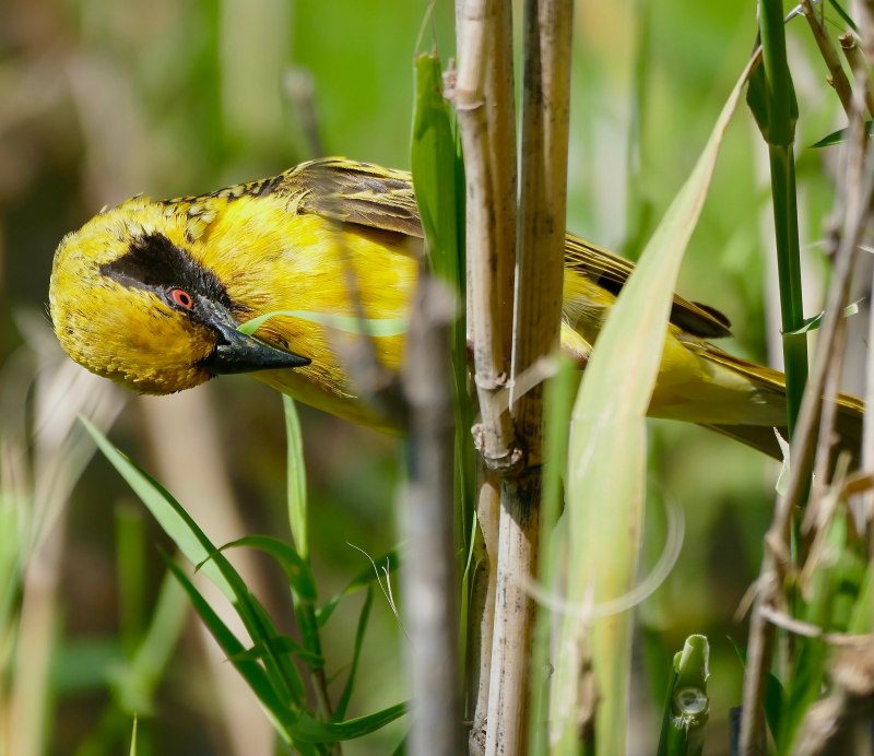 Ploceus luteolus