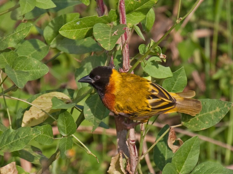 Семейство ткачиковые (Ploceidae)