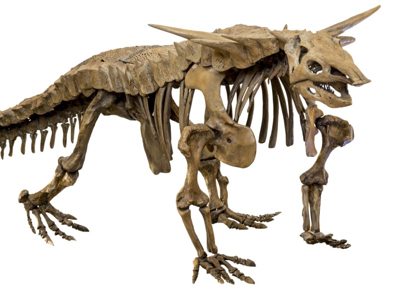 Архозавра Desmatosuchus