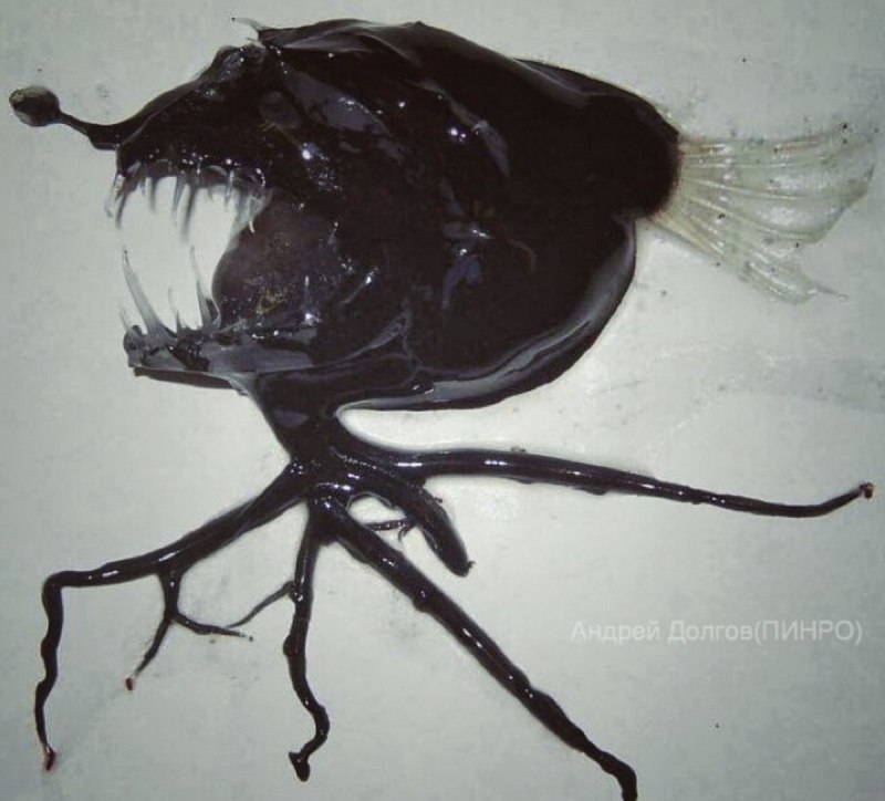 Linophryne brevibarbata