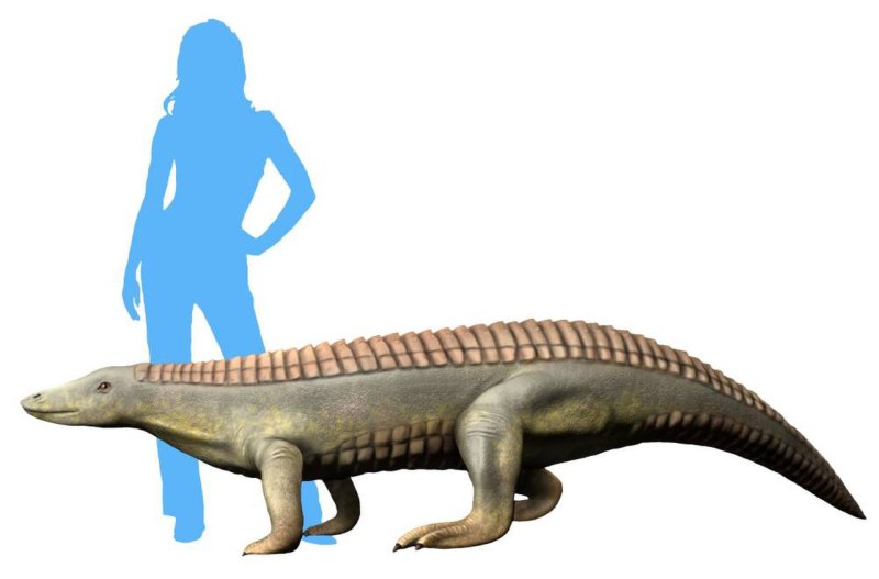 Этозавры Ferratus