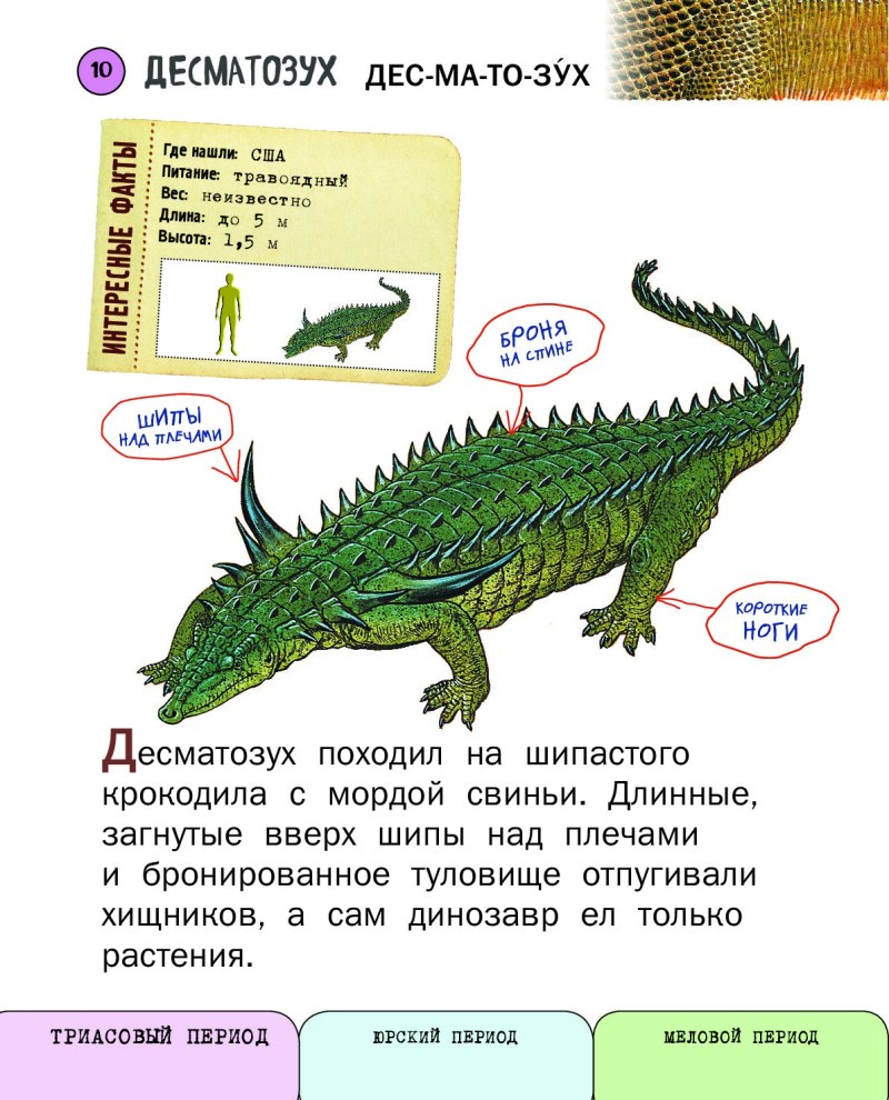 Скелет десматозуха