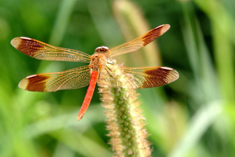 Sympetrum pedemontanum