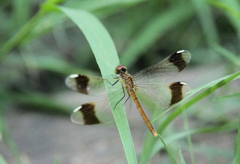 Sympetrum pedemontanum