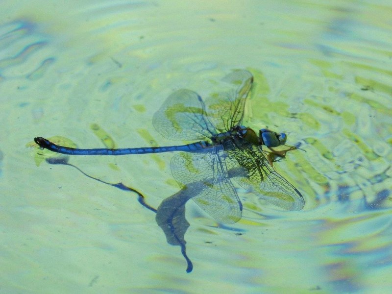 Aeshna affinis Dragonfly