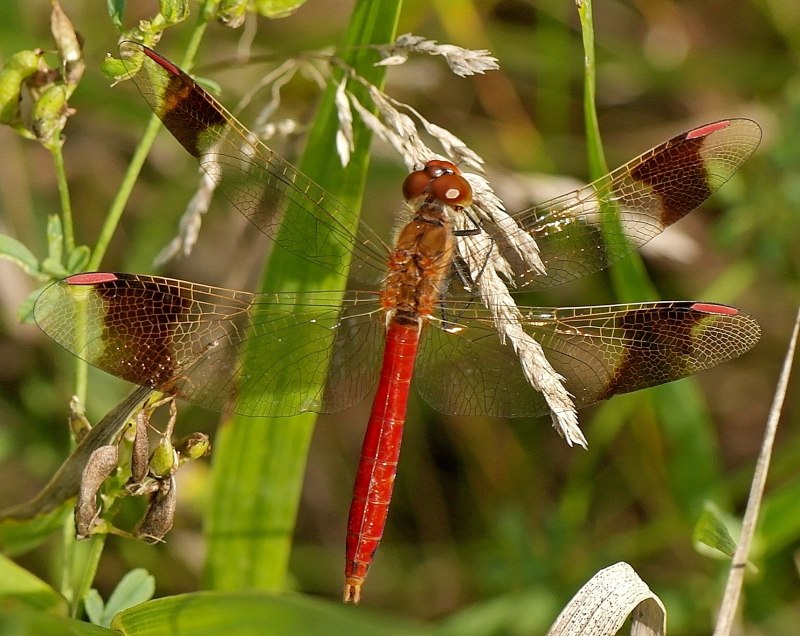 Sympetrum pedemontanum