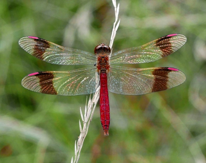 Sympetrum pedemontanum