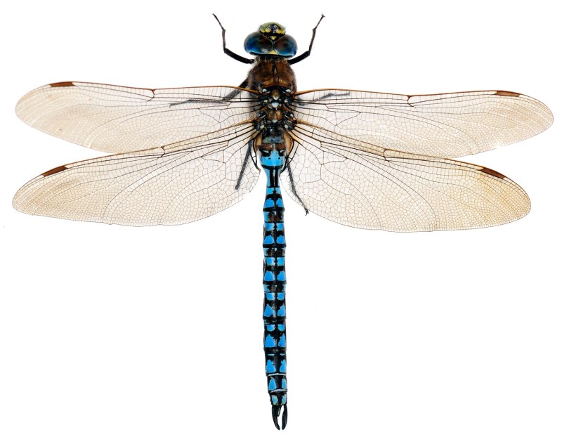 Разнокрылые Стрекозы Anisoptera