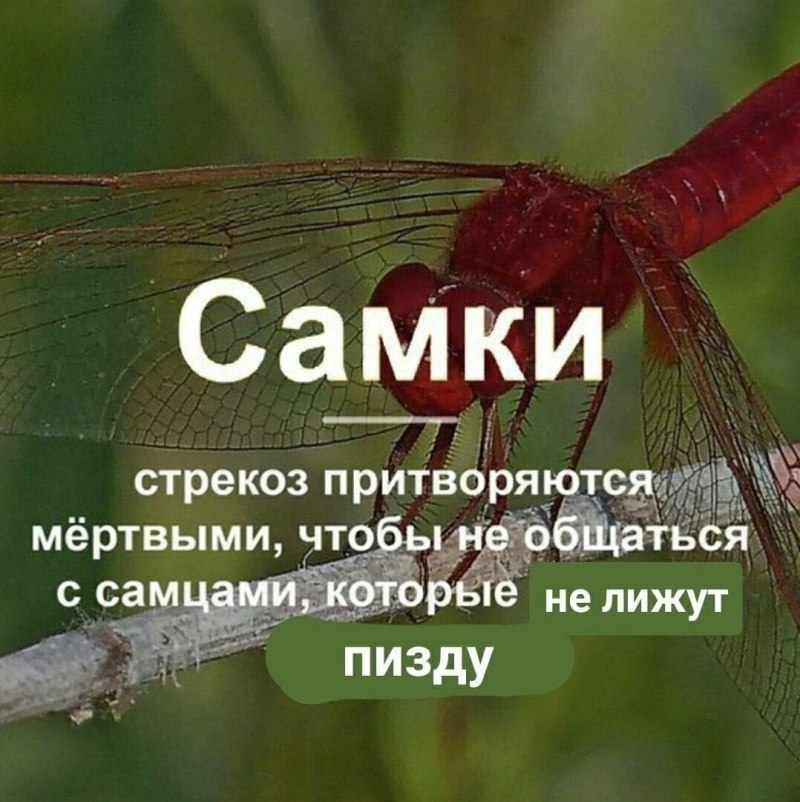 Самка Стрекозы притворяется