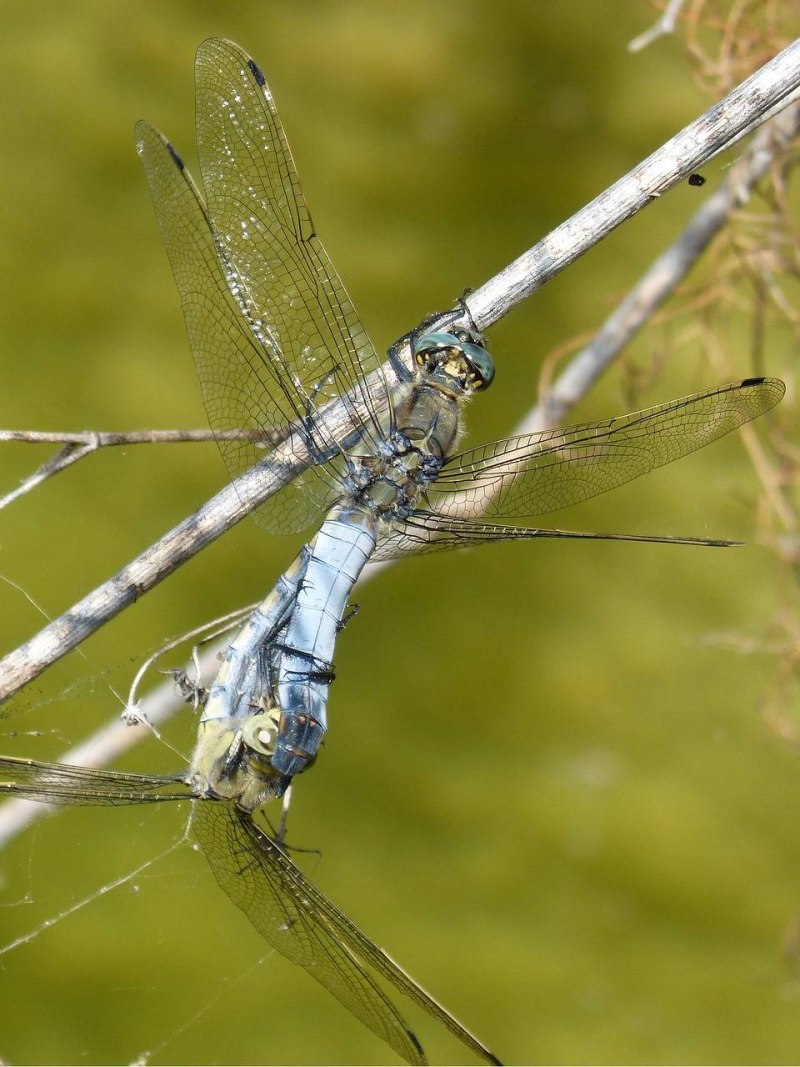 Стрекоза Libellula fulva