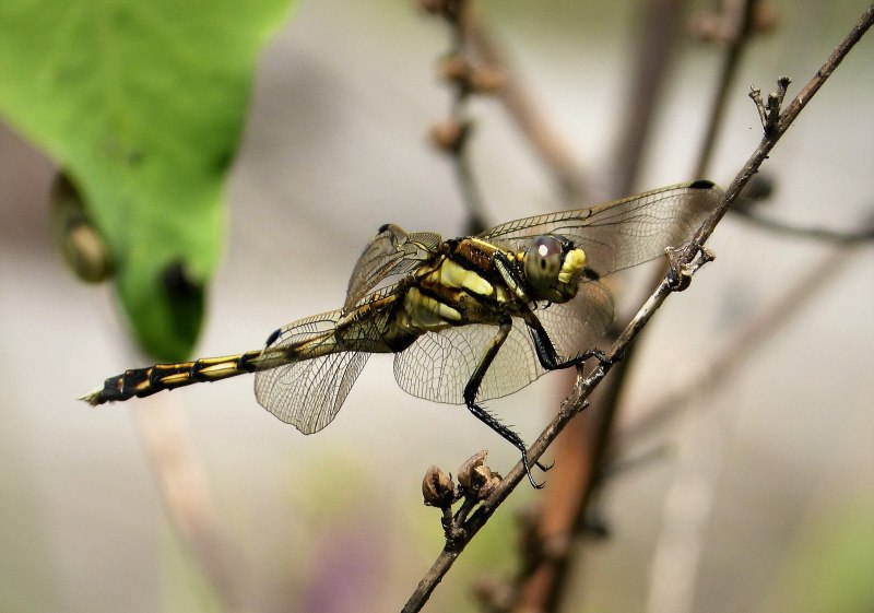 Orthetrum albistylum female