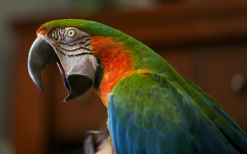 Harlequin Macaw попугай