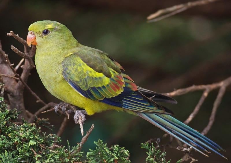 Polytelis anthopeplus
